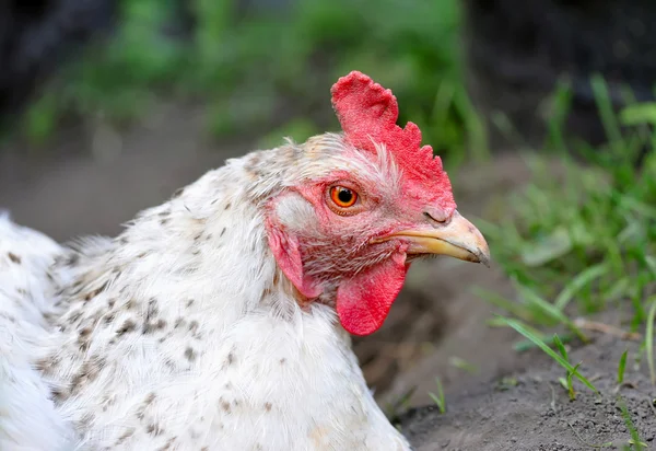 Cute young hen — Stock Photo, Image