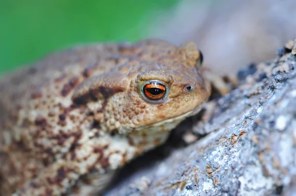 Europäische Kröte (bufo bufo)) — Stockfoto