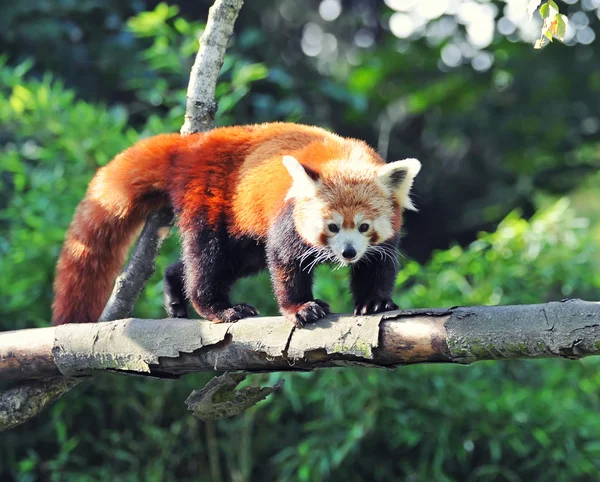 Rode panda op boom — Stockfoto