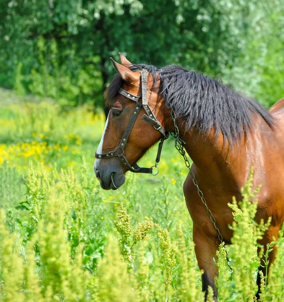 Horse on a green grass Stock Picture