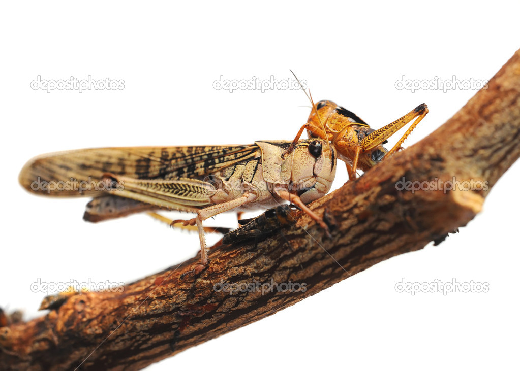 Locust is on a branch on a white background