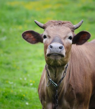 Genç çiftlik inek alan, (hayvan serisi anlamına gelir.)