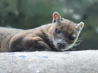 Fossa (cryptoprocta ferox), Madagaskar, Afrika
