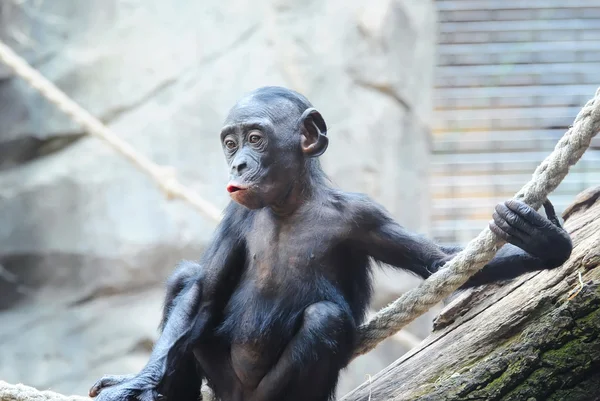 Roztomilé dítě šimpanz — Stock fotografie