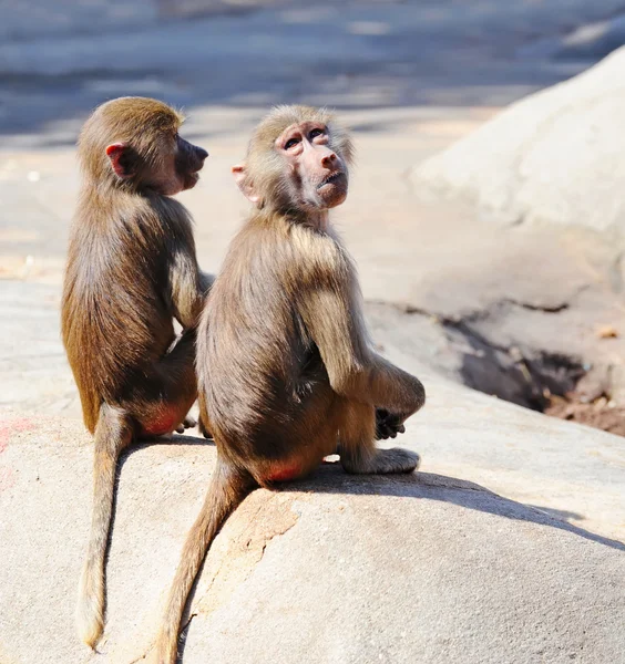 Dva mladí pavián opice — Stock fotografie