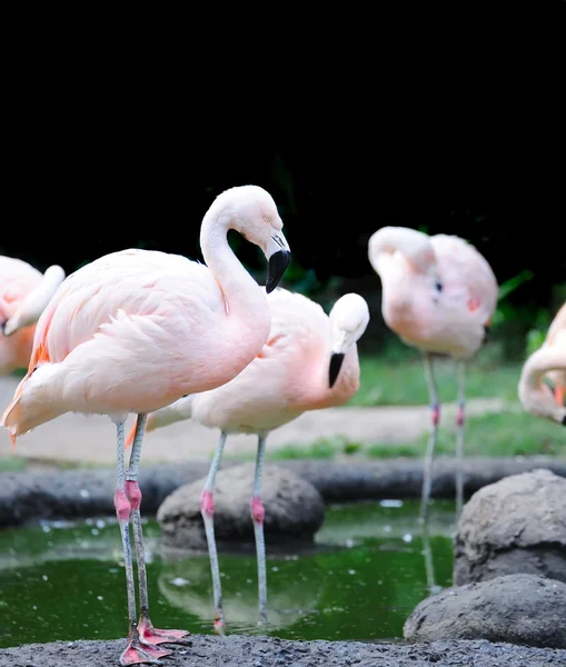 Flamingos on water in summer — Stock Photo, Image