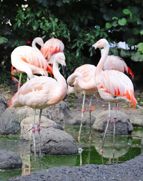 Flamingos on water in summer — Stock Photo, Image