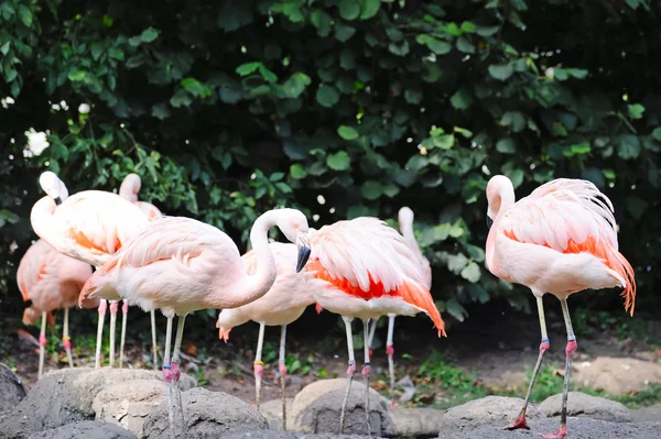 Flamingos in summer — Stock Photo, Image