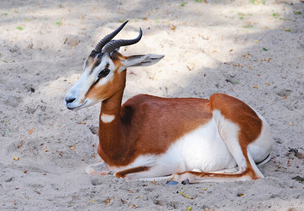 Антилопа Спрингбок (Antidorcas marsupialis)