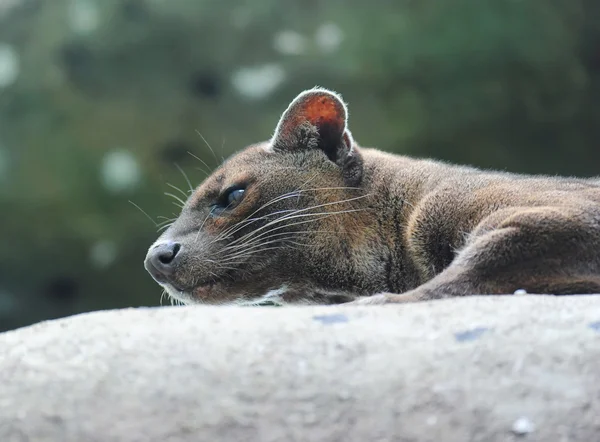 Fossa (Cryptoprocta ferox), Madagáscar, África — Fotografia de Stock