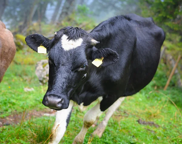 Alpine cow — Zdjęcie stockowe