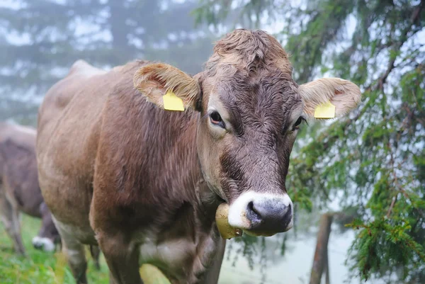 Alpine cow — Zdjęcie stockowe