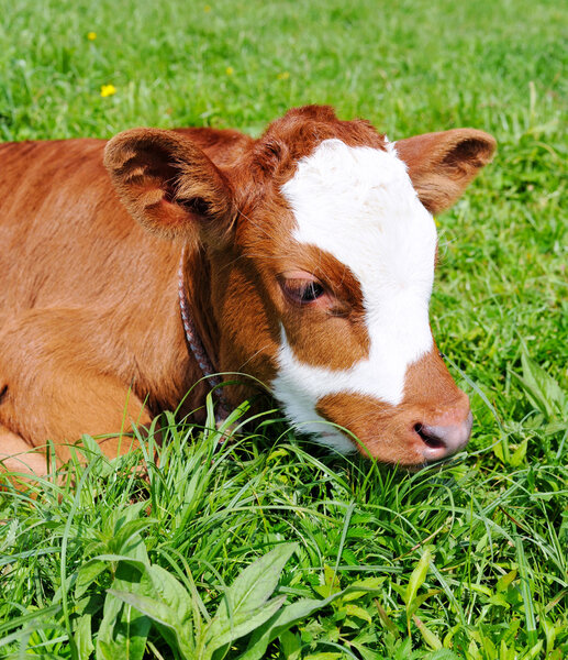 Newborn calf on a green grass