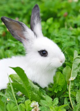 bebek beyaz tavşan çim