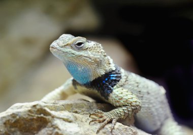 Batı çit kertenkele (sceloporus occidentalis)