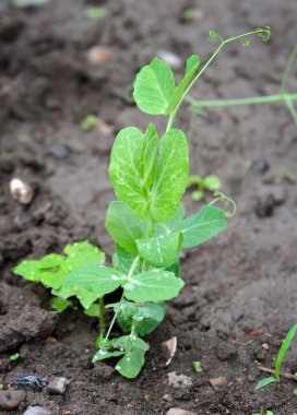 bir bezelye genç fide