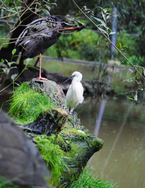balıkçıllar suya yakın bir oturum