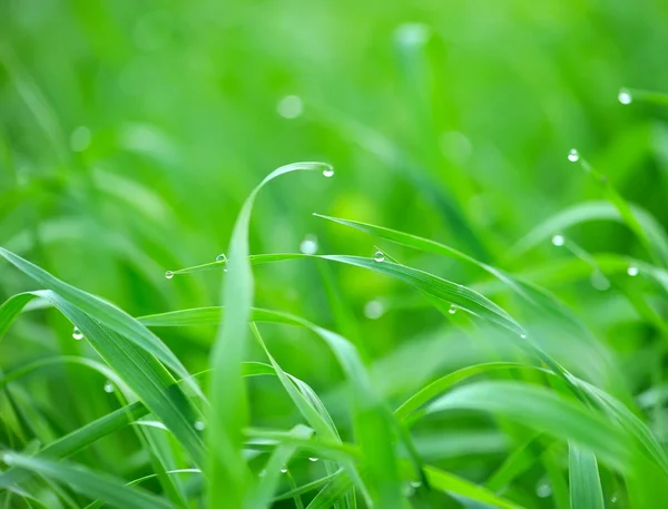 Färskt gräs med vatten droppar på morgonen — Stockfoto
