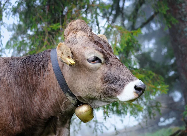 Vaca alpina — Fotografia de Stock