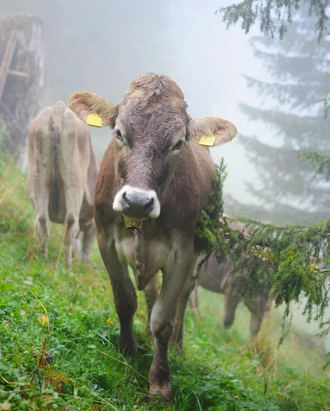 Mucca alpina nella nebbiosa foresta — Foto Stock