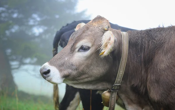 Vaca alpina en la niebla — Foto de Stock