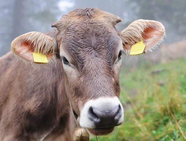 Alpine cow — Stock Photo, Image