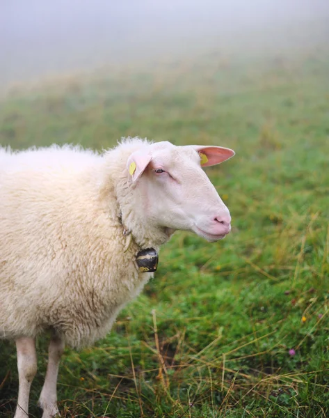 Ovelhas em pasto em nevoeiro — Fotografia de Stock
