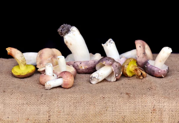 Fresh forest mushrooms on sacking — Stock Photo, Image