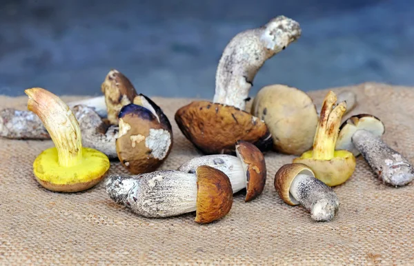 Fresh forest mushrooms on sacking — Stock Photo, Image