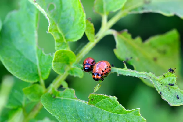 Larvas del escarabajo de Colorado — Foto de Stock