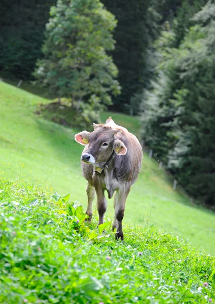 Koe in alpine omgeving — Stockfoto