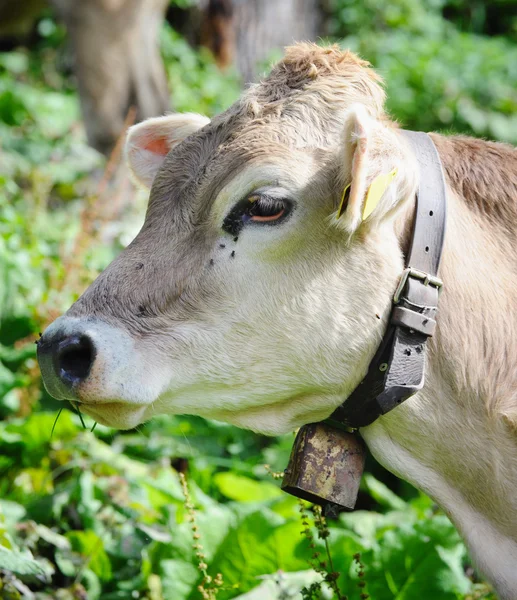 Alpine cow — Zdjęcie stockowe