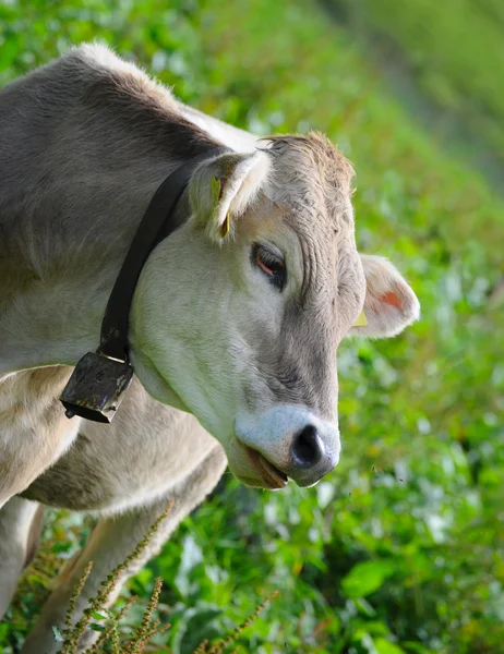 Alpine cow — Stock Photo, Image