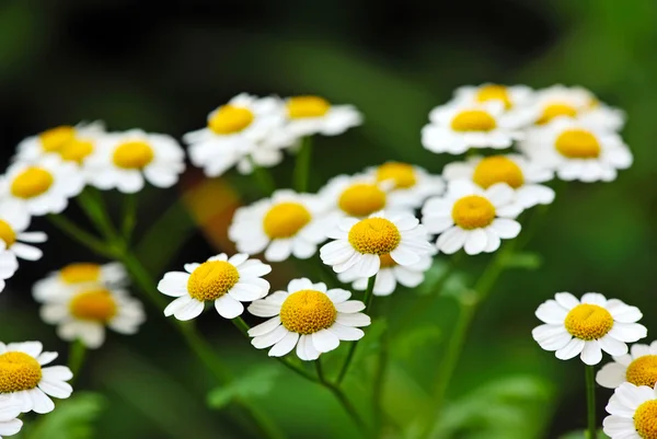 Bloemen van kamille — Stockfoto