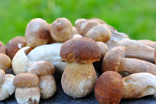 Un groupe de Boletus Edulis sur fond naturel — Photo