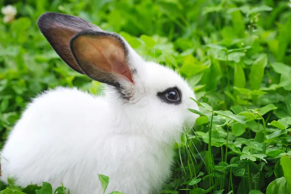 Baby weißes Kaninchen im Gras — Stockfoto