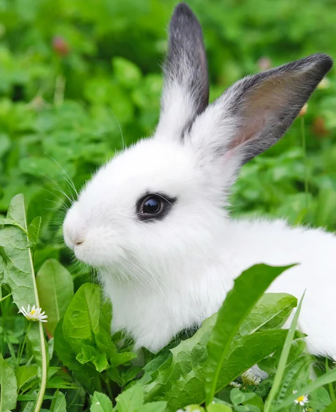 Baby coniglio bianco in erba — Foto Stock