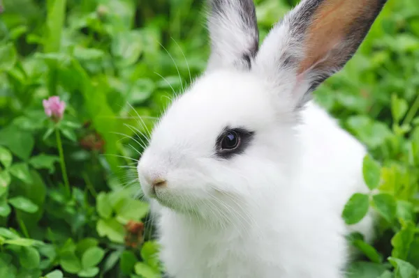 Bebé conejo blanco en la hierba — Foto de Stock