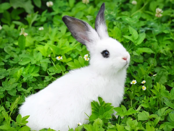 Baby wit konijn in gras — Stockfoto