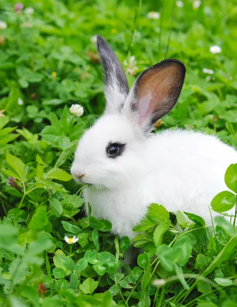 Baby white rabbit in grass — Stock Photo, Image