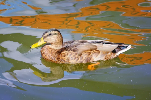 Porträt einer Entenweibchen auf dem Wasser — Stockfoto
