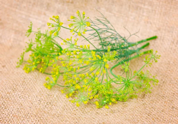 Blossoming of dill on sacking — Stock Photo, Image