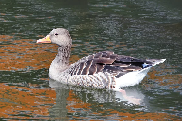 En gås flyter på vatten — Stockfoto