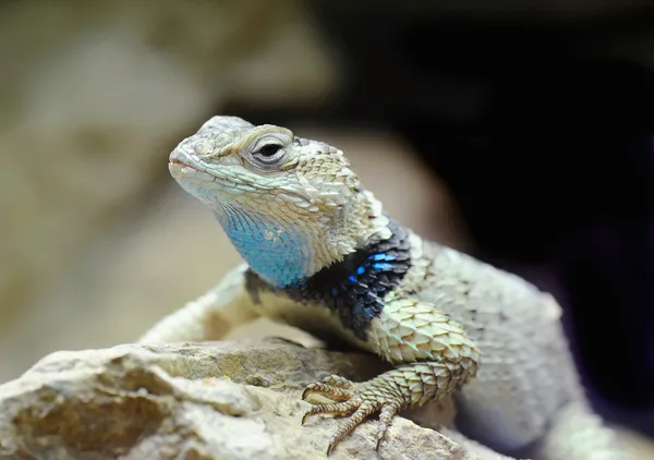Batı çit kertenkele (sceloporus occidentalis)