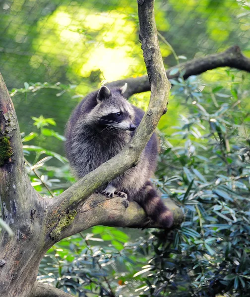 Waschbär sitzt auf dem Baum — Stockfoto