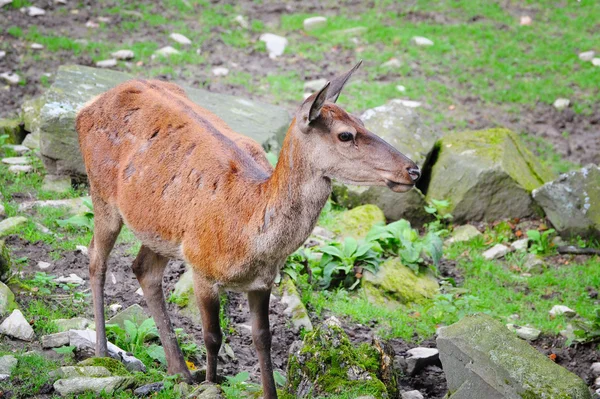 Cervo nella foresta — Foto Stock