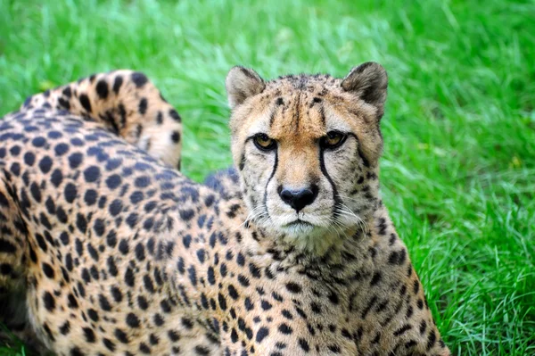 Beautiful cheetah on a green grass — Stock Photo, Image