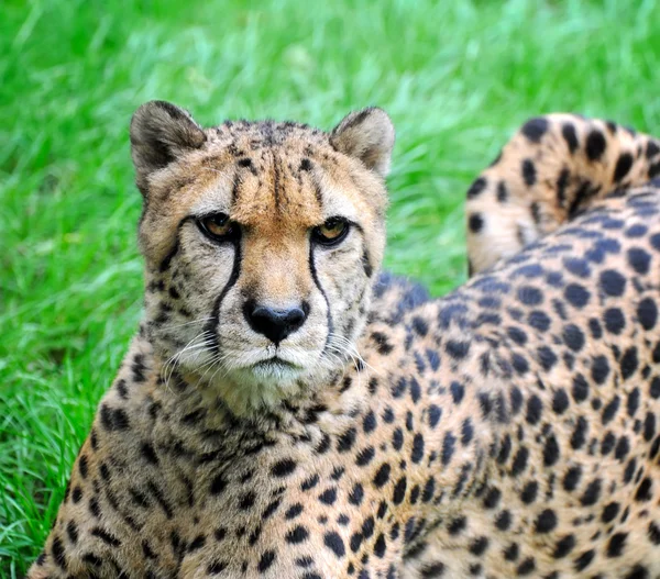 Beautiful cheetah on a green grass — Stock Photo, Image