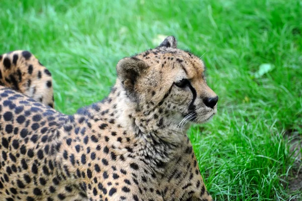 Beautiful cheetah on a green grass — Stock Photo, Image