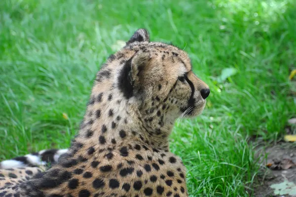 Vacker gepard — Stockfoto